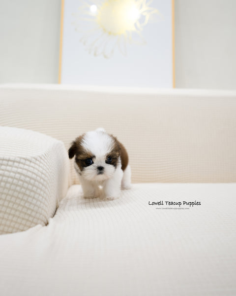 Teacup Shih tzu Female [Heidi]