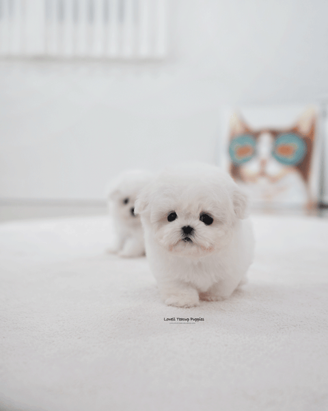 Teacup Bichon Frise Female [May]