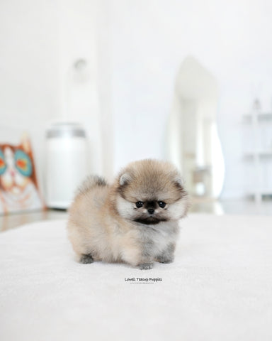 Teacup Pomeranian Male [Diego]