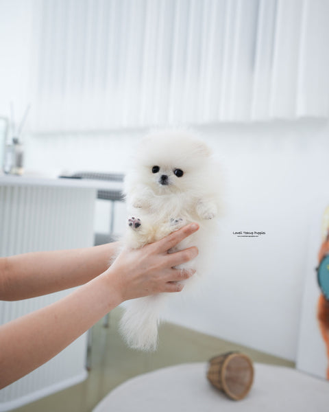 Teacup Pomeranian Male [Milk]