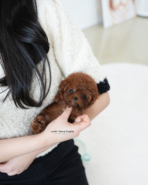 Teacup Poodle Male [Bree]