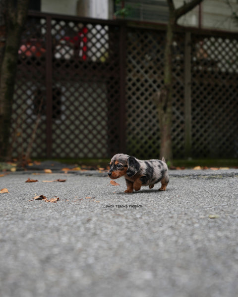 Mini Dachshund Male [Blair]