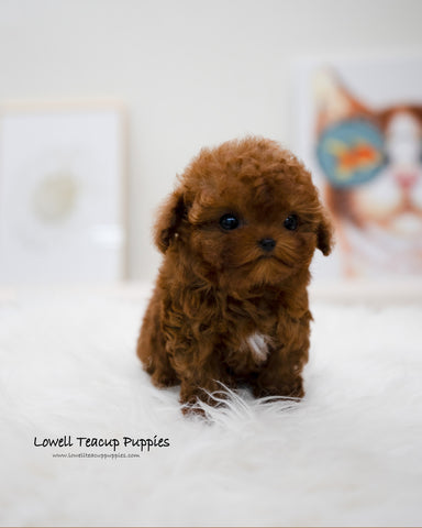 Teacup Poodle Female [Reve]