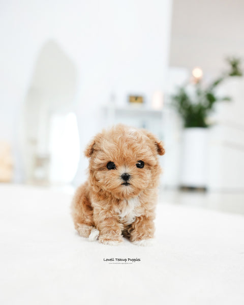 Teacup Maltipoo Male [Zion]
