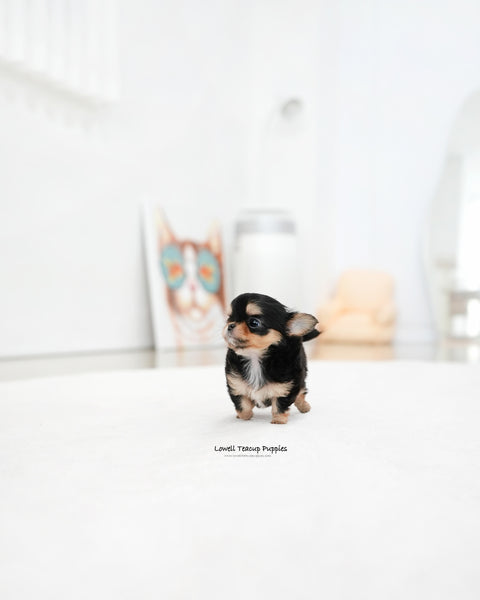Teacup long hair Chihuahua Female [Kiel]