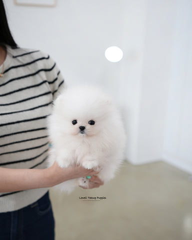 Teacup Pomeranian Male [Loyal]