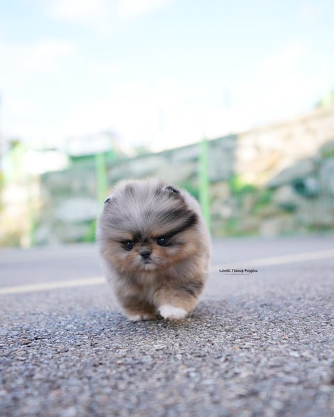 Teacup Pomeranian Male [Luc]