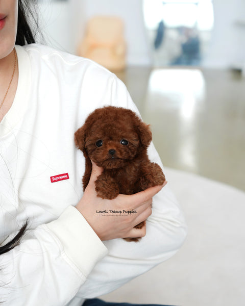 Teacup Poodle Male [kitkat]