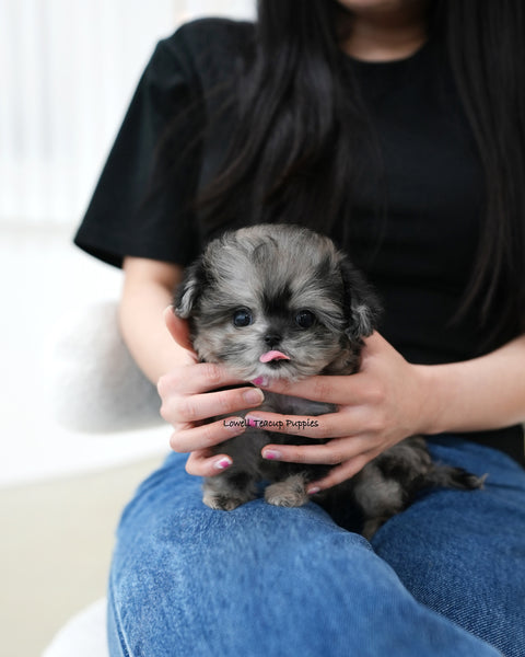 Teacup Maltipoo Female [Cory]