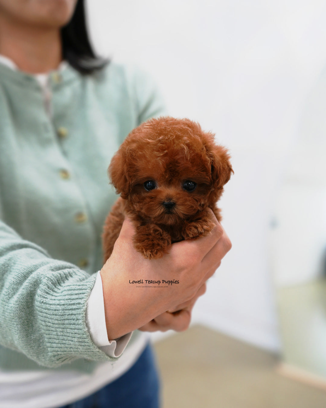 Teacup Maltipoo Male [Jovi]