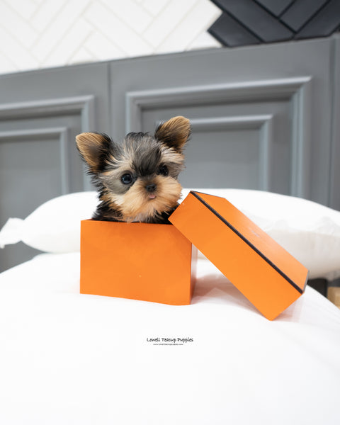 Teacup Yorkie Male [Bailey]