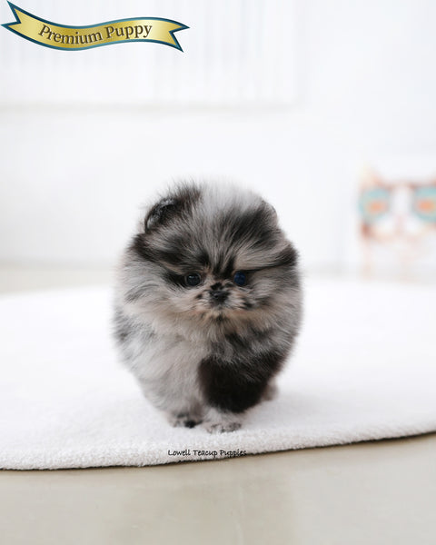 Teacup Pomeranian Female [Paris]