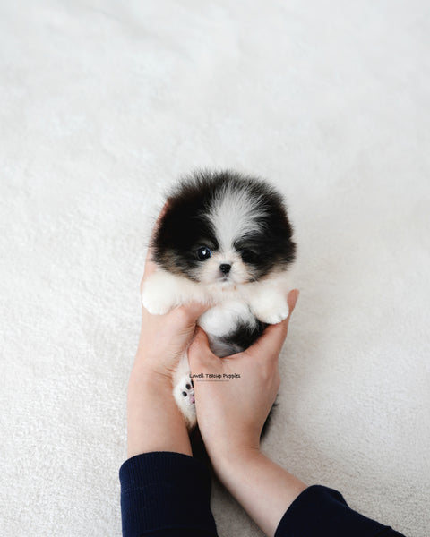 Teacup Pomeranian Female [Sage]