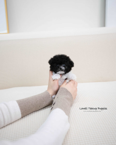 Teacup Poodle Male [Zaid]