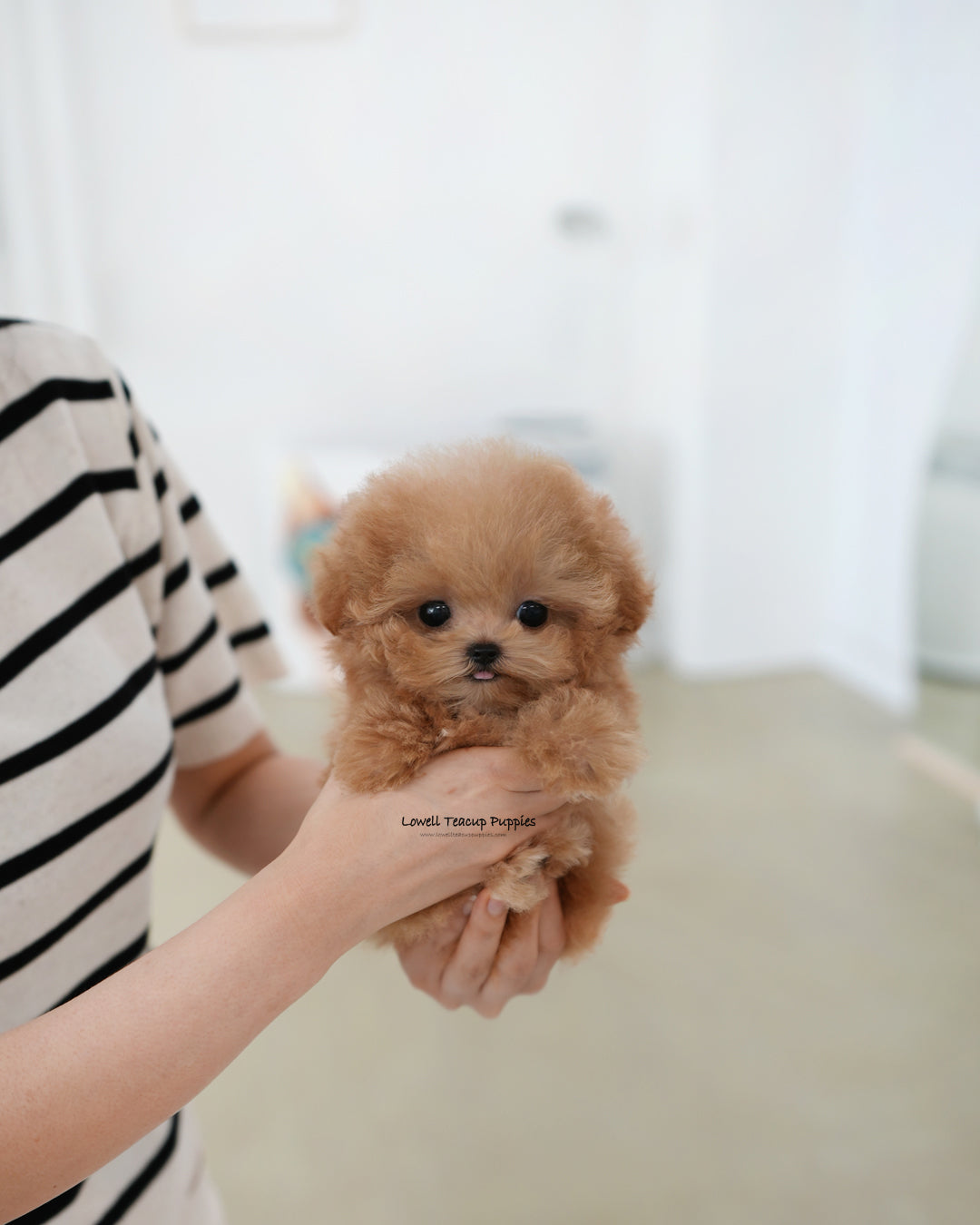 Teacup Poodle Female [Muffin]