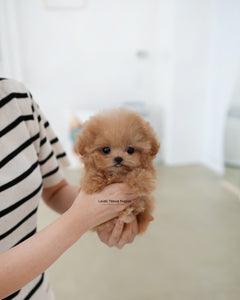 Teacup Poodle Female [Muffin]