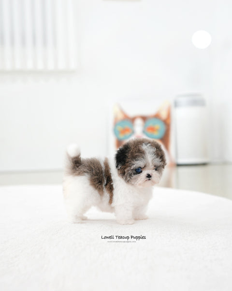 Teacup Maltipoo Female [Mira]