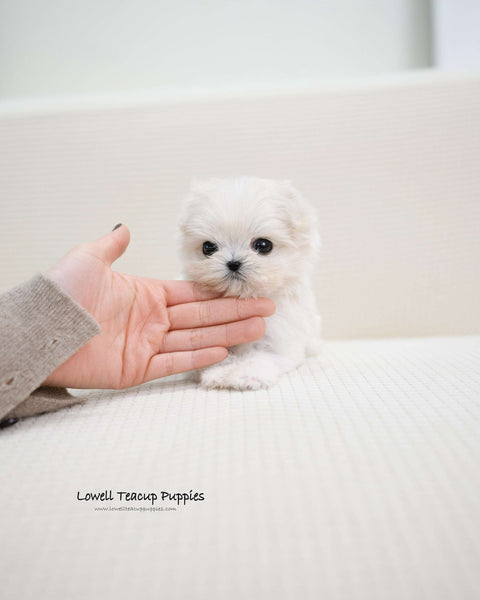 Teacup Maltipoo Female [Miu]