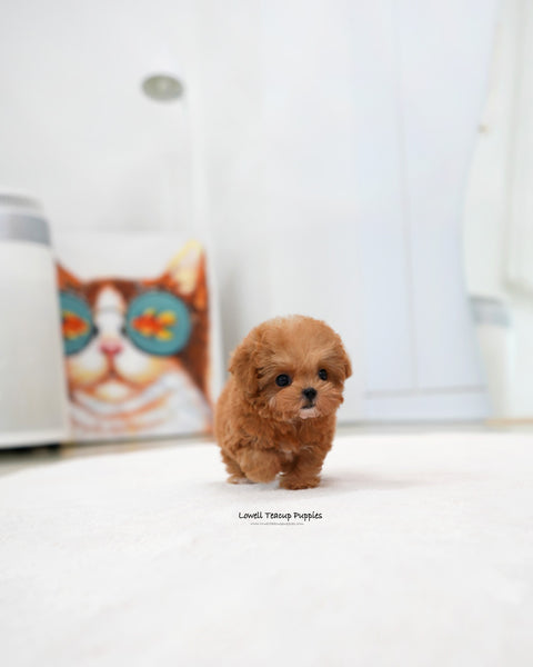 Teacup Poodle Male [Toby]