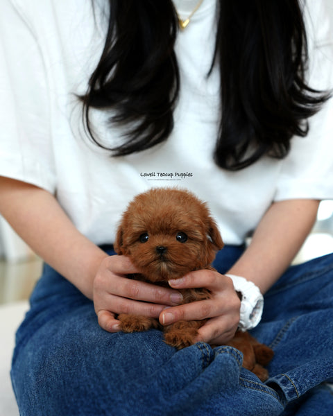 Teacup Maltipoo Female [Lizzy]