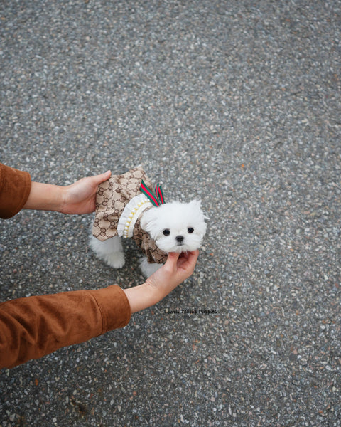 Teacup Maltese Female [Hana]