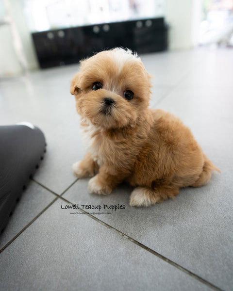 Teacup Maltipoo Male [Eden]