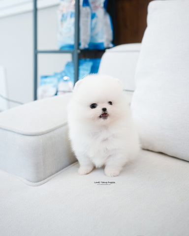 Teacup Pomeranian Male [Bono]