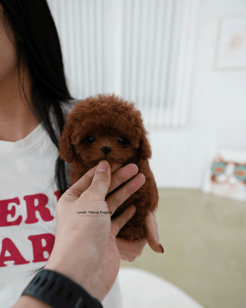 Teacup Poodle Male [Pony]