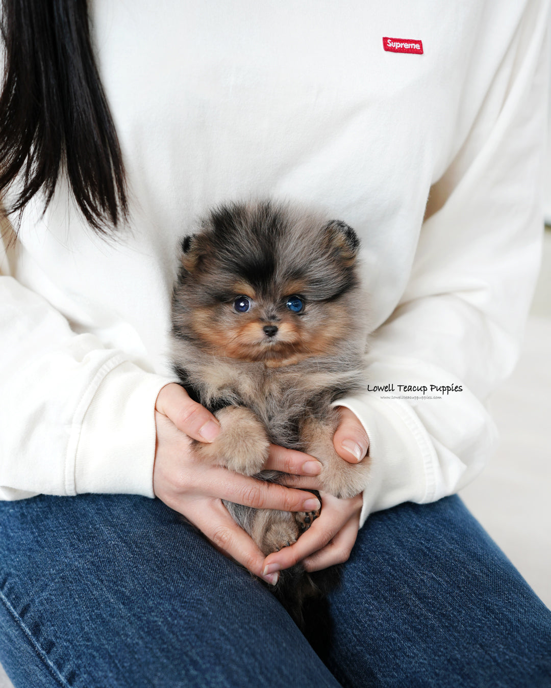 Teacup Pomeranian Male [Kai]