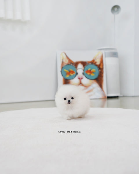 Teacup Pomeranian Female [Damie]