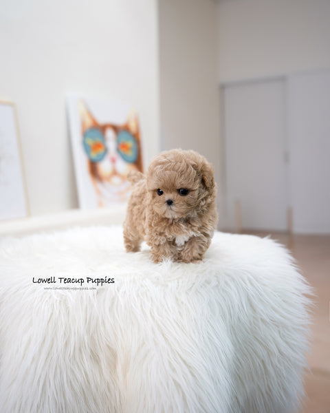 Teacup Maltipoo Female [Muffin]