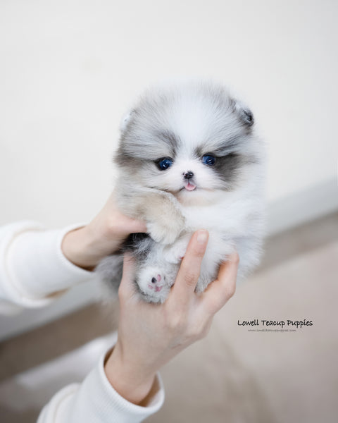 Teacup Pomeranian Female [Peach]