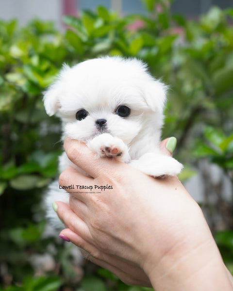 Teacup Maltese Male [Tayo]