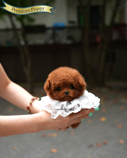 Teacup Poodle Male [Jules]