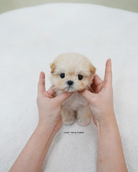 Teacup Maltipoo Female [Bunny]