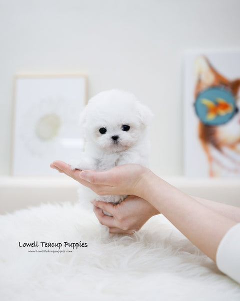 Teacup Bichon Frise Female [Bonbon]