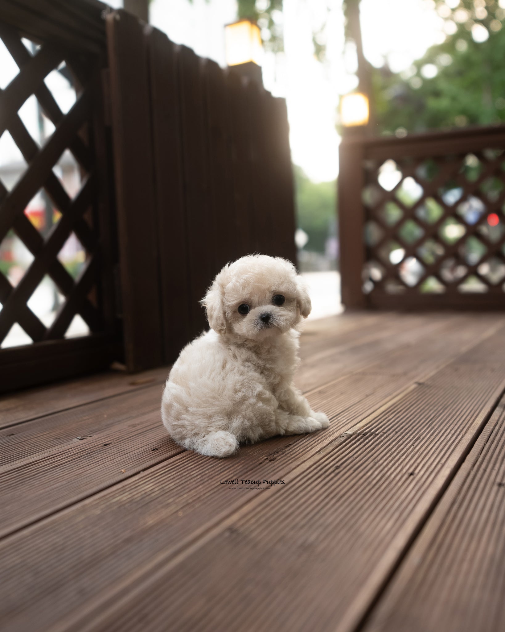 teacup poodle
