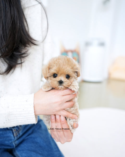 Teacup Maltipoo Female [Della]