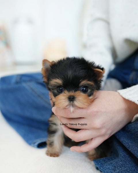 Teacup Yorkie Male [Benji]