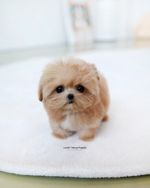 Teacup Maltipoo Female [Ringo]