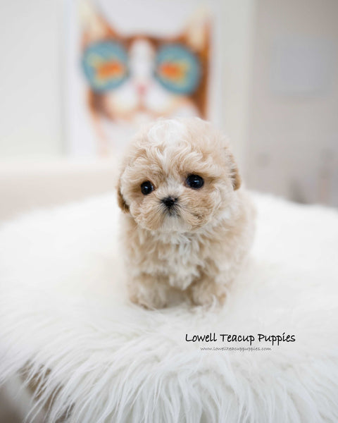 Teacup Maltipoo Male [Loewe]