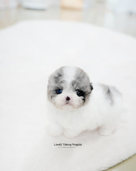 Teacup Maltipoo Female [Chloe]