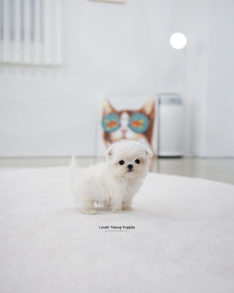 Teacup Maltese Male [Genie]