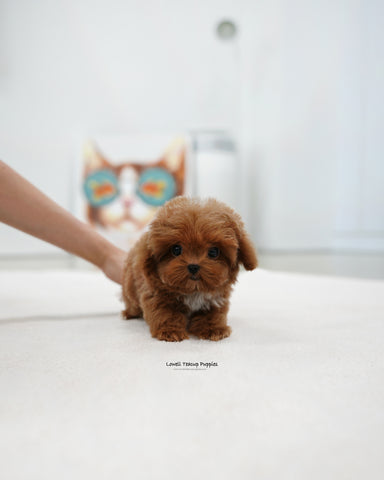 Teacup Maltipoo Male [Lenny]