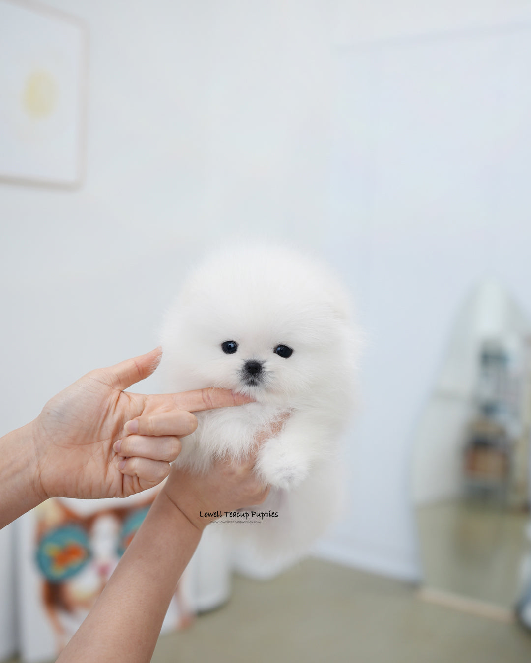 Teacup Pomeranian Male [Buster]