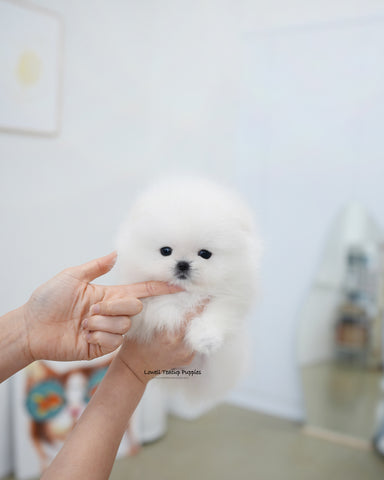 Teacup Pomeranian Male [Buster]