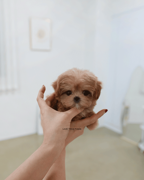 Teacup Maltipoo Male [Bijou]
