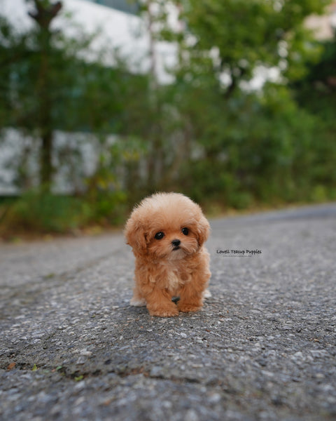 Teacup Poodle Male [Bobo]