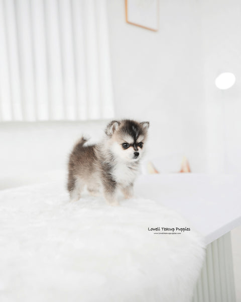 Mini Pomsky Male [Edgar]