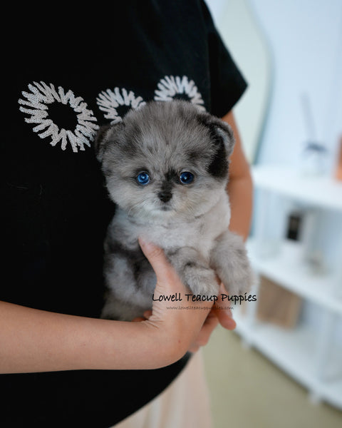 Teacup Pomeranian Female [Luxe]